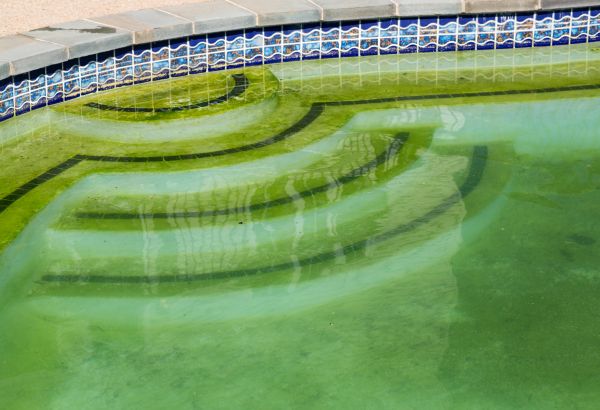 Cost of Pool Deck Algae Removal in Scranton
